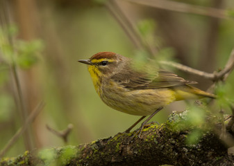 Palm Warbler