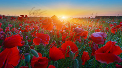 Poppies