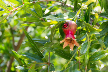 pomegranate