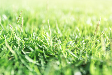 Bright Green grass background texture