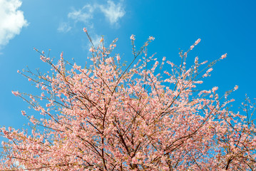 Pink sakura blooming in the sunshine and blue sky,Chiang mai ,Thailand