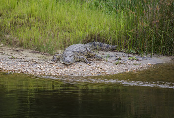 A big african crocodile on shore at Victoria Lake in Murchison Falls National Park in Uganda, Africa