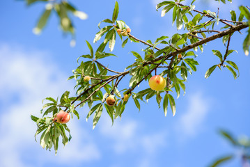 Peach on tree in forest , Chaing mai ,Thailand