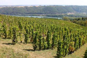 Fototapeta na wymiar Vin, Vigne, Vignoble, Vallée Du Rhône, Côtes Du Rhône, France