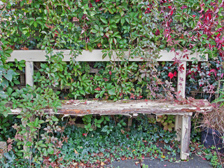 Overgrown dilapidated garden bench in the autumn