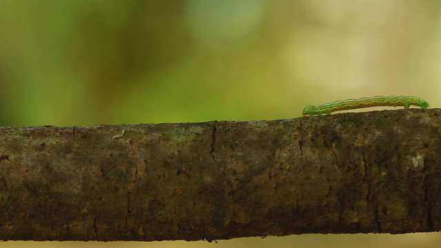 An Inch worm making its way across a tree branch, symbolizing persistence and achievement