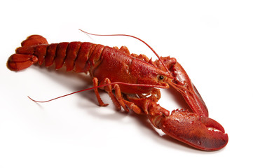 Cooked Lobster