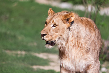 Southwest African Lion 