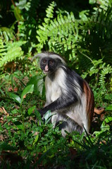 Scimmia rossa di Zanzibar