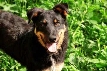 Stray dog, outdoors