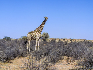 Obraz premium giraffe in Kgalagadi Transfrontier Park eats from the trees