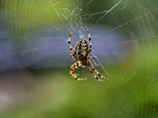 cross spider in its web waiting for the victim.