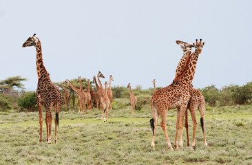 Naklejka na ściany i meble Many giraffes grazing in the African bush, Serengeti Reserve, Ta