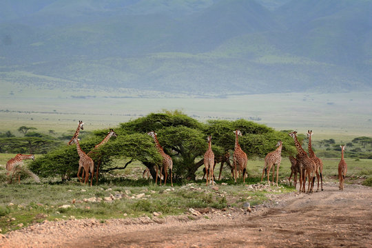 African scenery with a group of giraffes grazing.