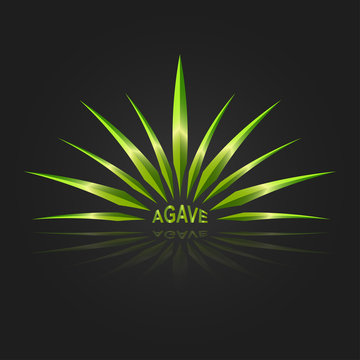 Agave vector design template