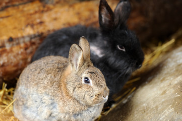 Cute rabbits sitting in hay in a farm