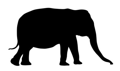 Fototapeta premium Elephant