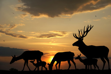 Fototapeta na wymiar Deers