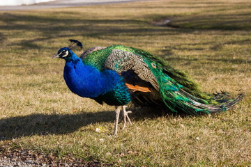 Peacock