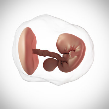 weekly development of a human fetus - week 7