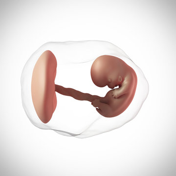 weekly development of a human fetus - week 8
