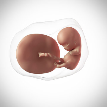 weekly development of a human fetus - week 10
