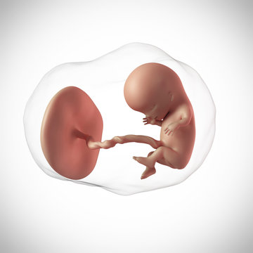 weekly development of a human fetus - week 11