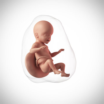 weekly development of a human fetus - week 26