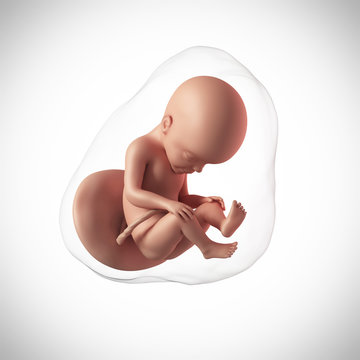 weekly development of a human fetus - week 27