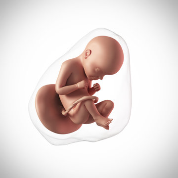 weekly development of a human fetus - week 29
