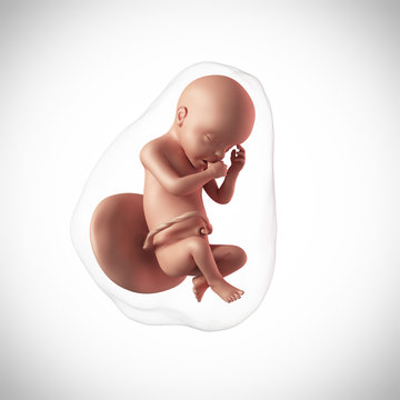 weekly development of a human fetus - week 30