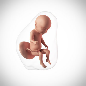 weekly development of a human fetus - week 31