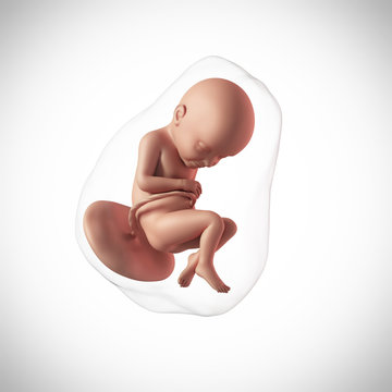 weekly development of a human fetus - week 32