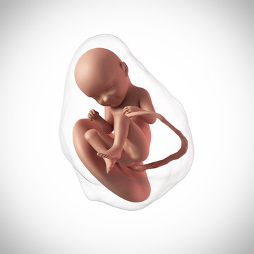 weekly development of a human fetus - week 33