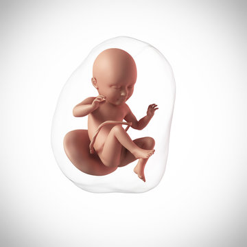 weekly development of a human fetus - week 34