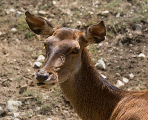 Red deer hind