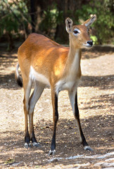 Red deer hind