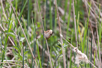 Obraz premium Marsh Wren