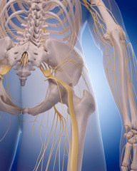 medically accurate illustration -  sciatic nerve