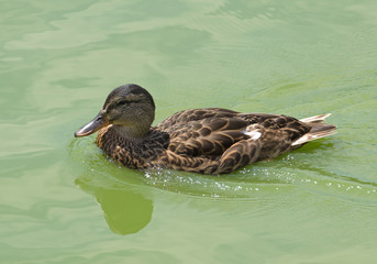 Duck