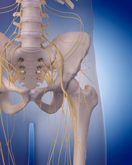 medically accurate illustration - nerves of the  hip