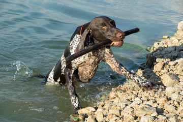 German short hair pointer