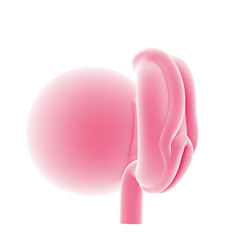 illustration of the fetal development - week 4