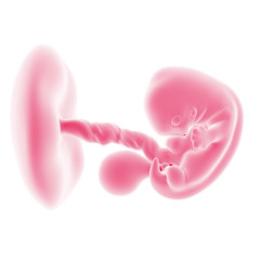 illustration of the fetal development - week 7