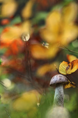 Boletus mushroom in the forest 