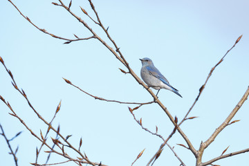 Male Mountain Bluebird