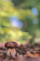 Boletus mushroom in the forest 
