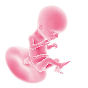 Illustration Of The Fetal Development - Week 17