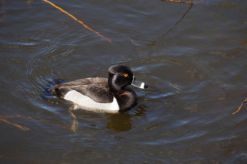 Ring-necked duck