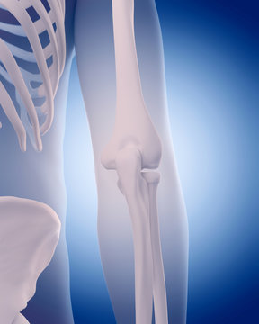 medically accurate illustration - bones of the elbow
